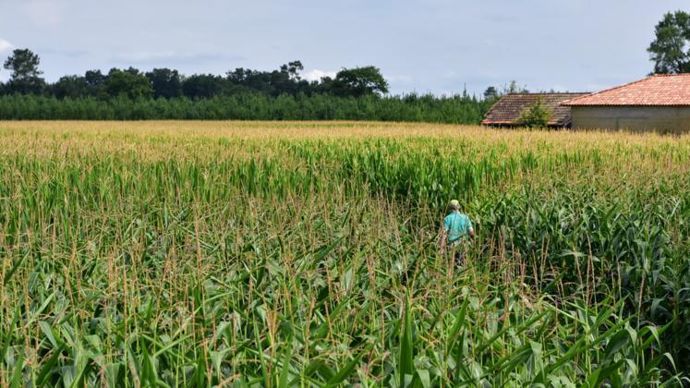 L’enquête de Maïsadour évalue l’empreinte territoriale, la gestion du risque économique, le système cultural, la qualité des sols, la fertilisation, la préservation de la santé des plantes et de la biodiversité de chaque exploitation. © MAISADOUR